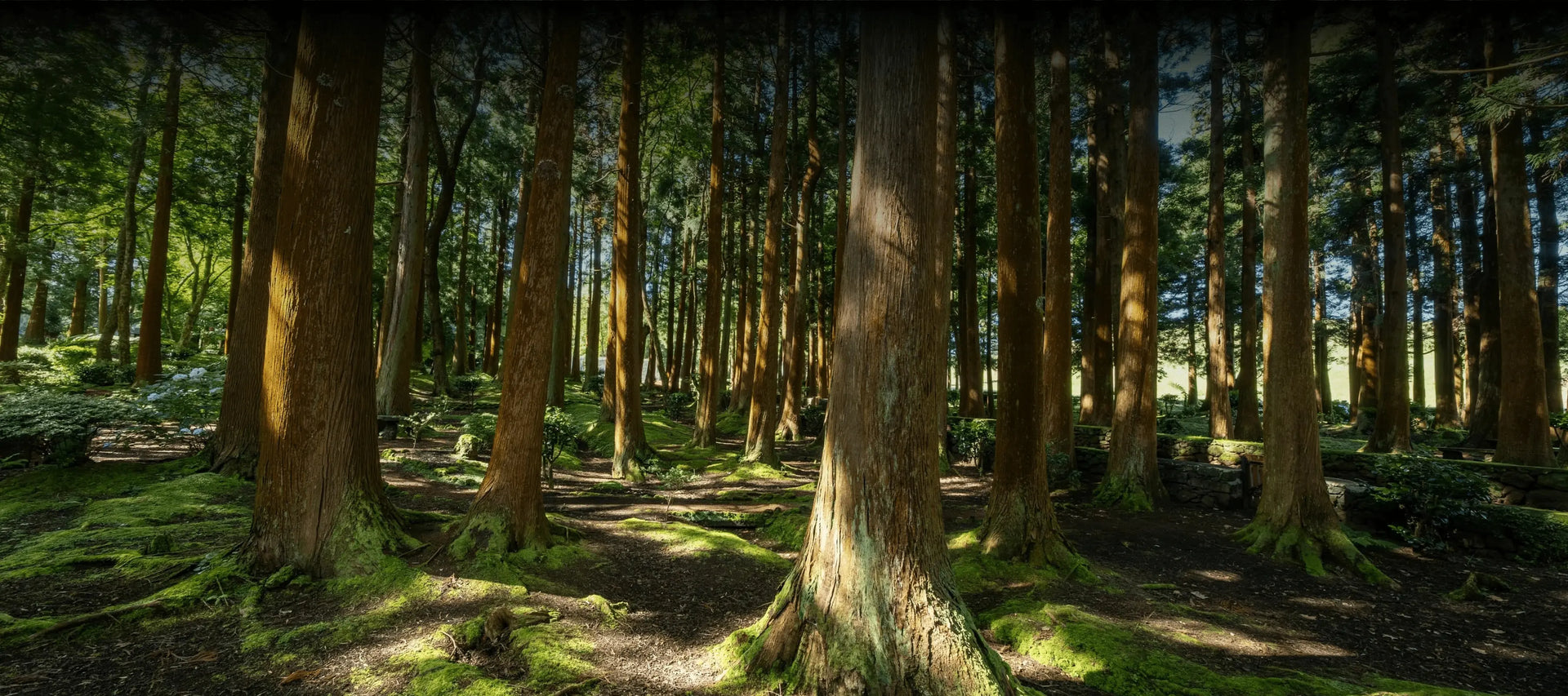 Kontaktformular vor Waldhintergrund mit Sonnenlicht als ruhige und natürliche Szenerie für die Kontaktseite von Waidreich