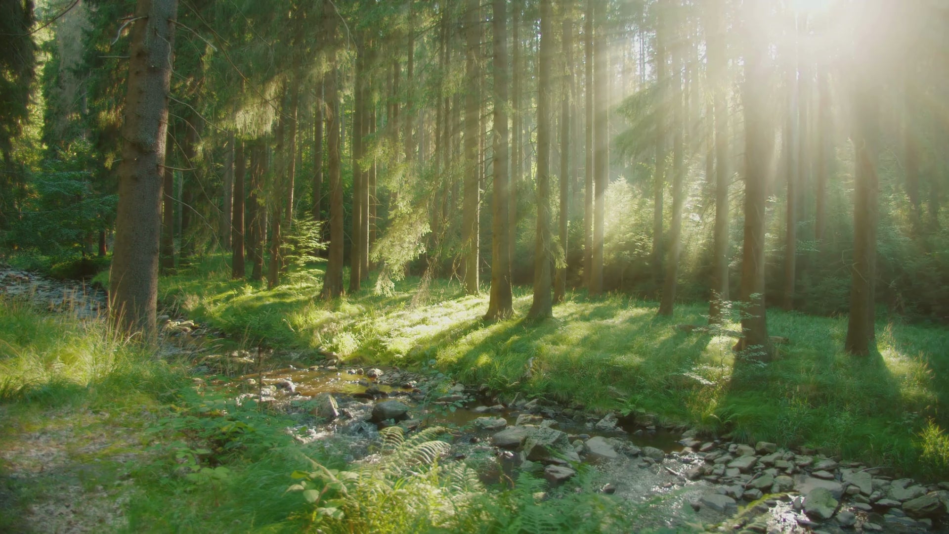 Sonnenstrahlen im Wald über einem Bach als stimmungsvolles Video-Cover für die Über-mich-Seite von Waidreich