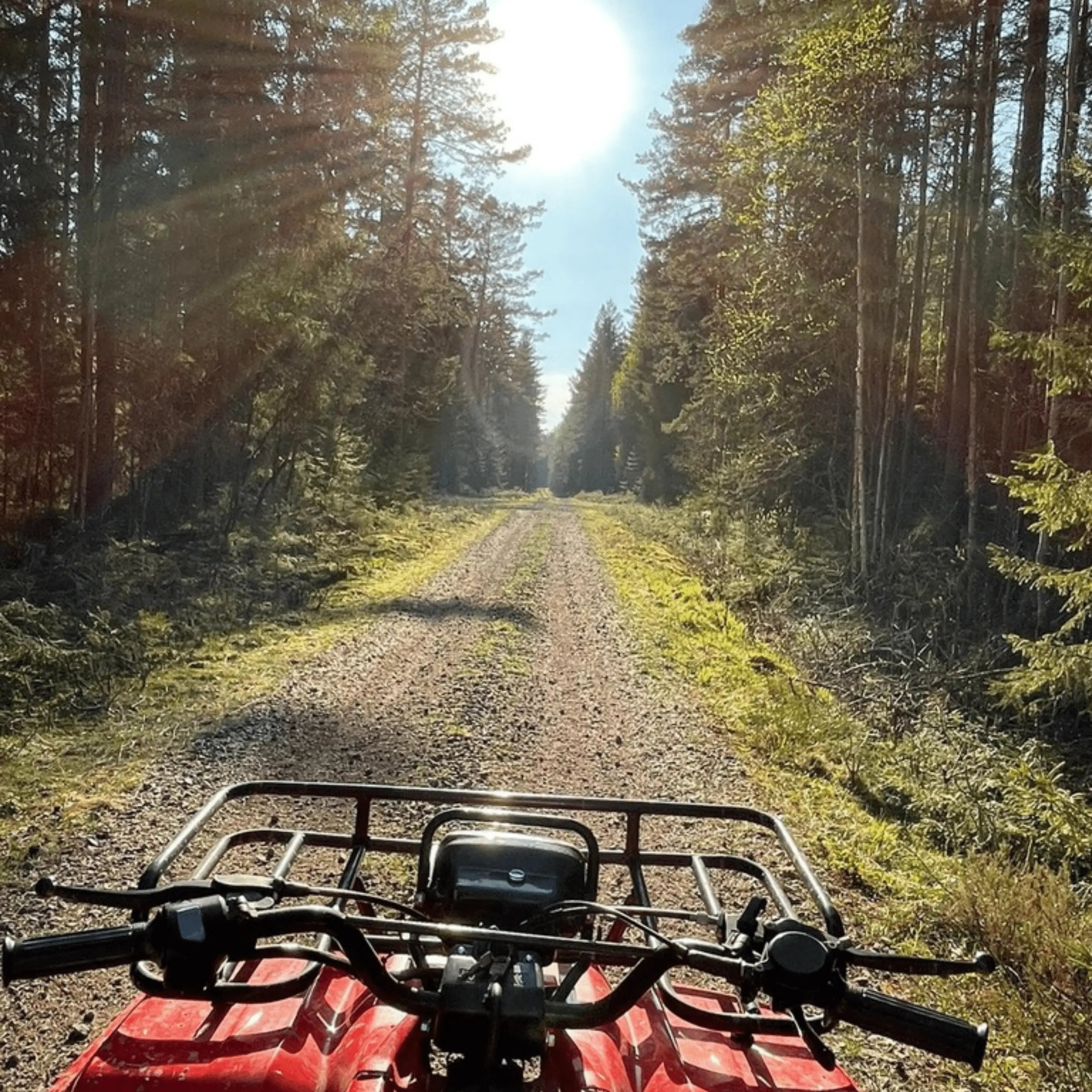 Waldweg aus der Perspektive eines Fahrzeugs als persönlicher Moment aus Jagdrevier, Natur und Praxis
